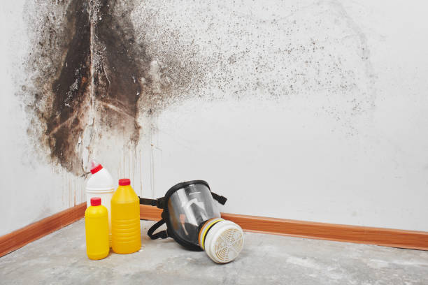 Best Home Mold Removal  in Burnsville, MN