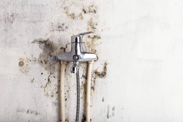 Best Fast Mold Removal  in Burnsville, MN