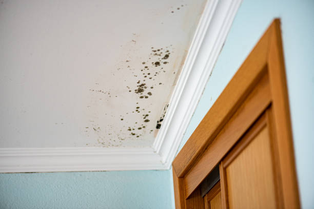 Reliable Burnsville, MN Mold Removal Solutions
