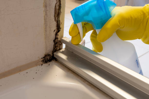 Best Emergency Mold Removal  in Burnsville, MN
