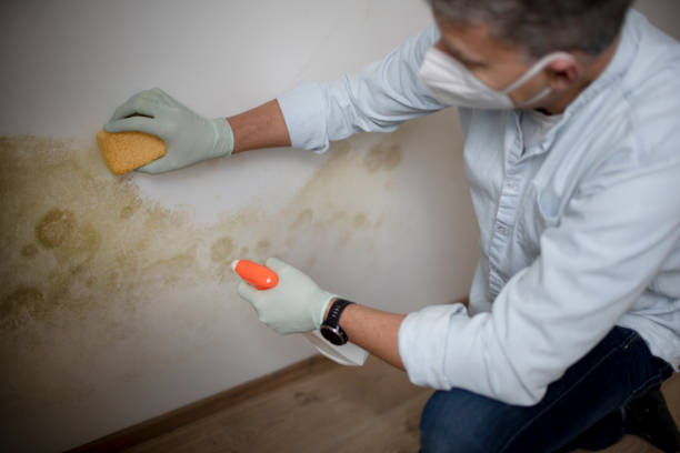 Best Mold Testing  in Burnsville, MN