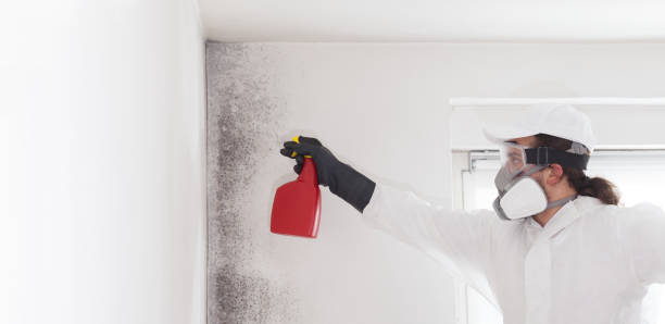 Best Attic Mold Removal  in Burnsville, MN