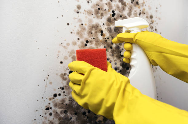 Best Mold Damage Repair  in Burnsville, MN