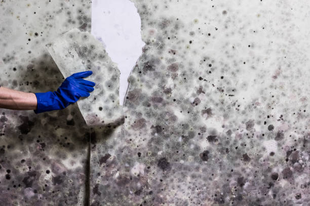 Best Mold Removal Company Near Me  in Burnsville, MN