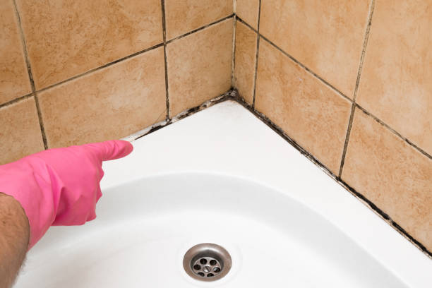 Best Professional Mold Removal  in Burnsville, MN