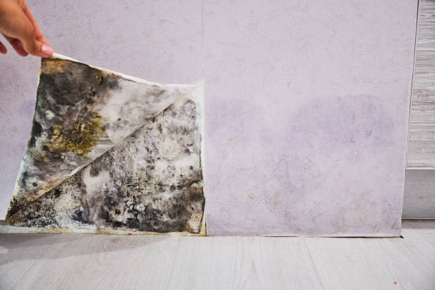 Mold Testing and Removal in Burnsville, MN